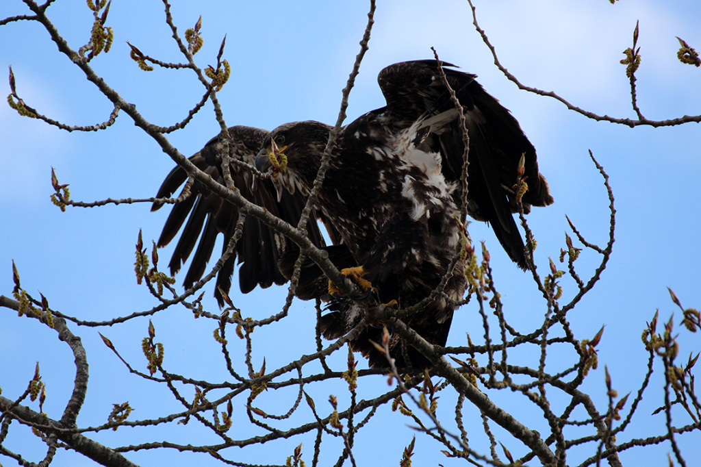 Bald Baby Eagle in Tree 2 - Courtenay, BC