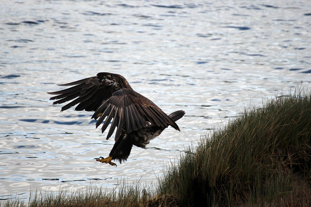 Bald Eagle Jumping - Courtenay, BC © Heather Hess