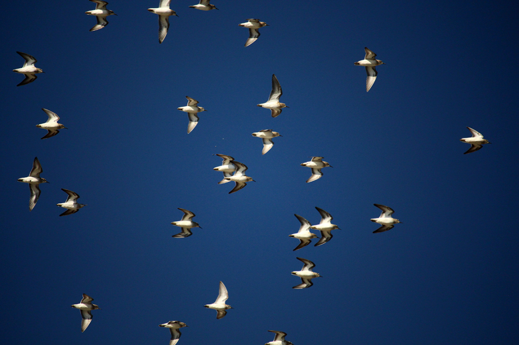 Birds of a Feather 2 - Courtenay, BC