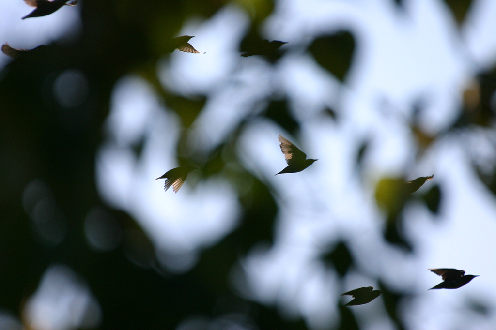 Birds of a Feather - Courtenay, BC © Heather Hess