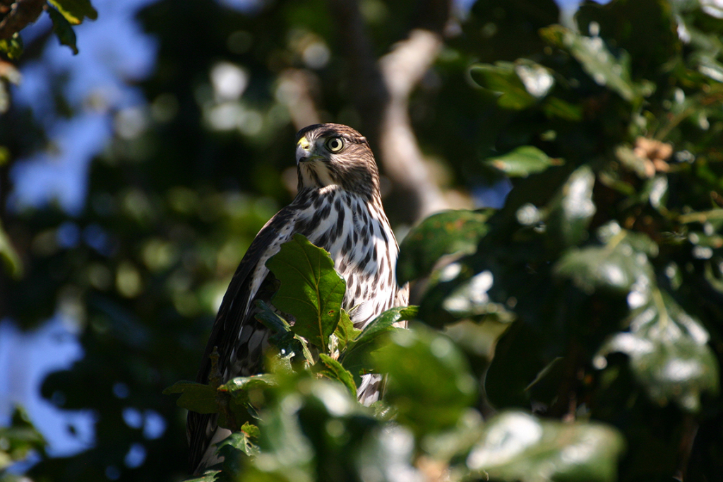 Cooper Hawk  © Heather Hess