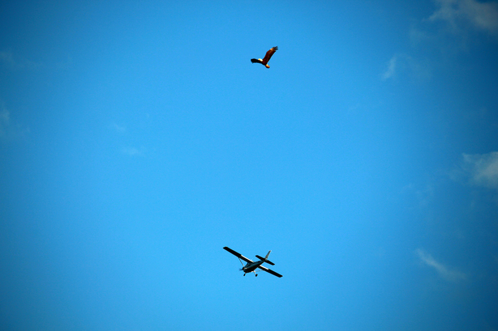 Eagle & Plane - Courtenay AirPark © Heather Hess
