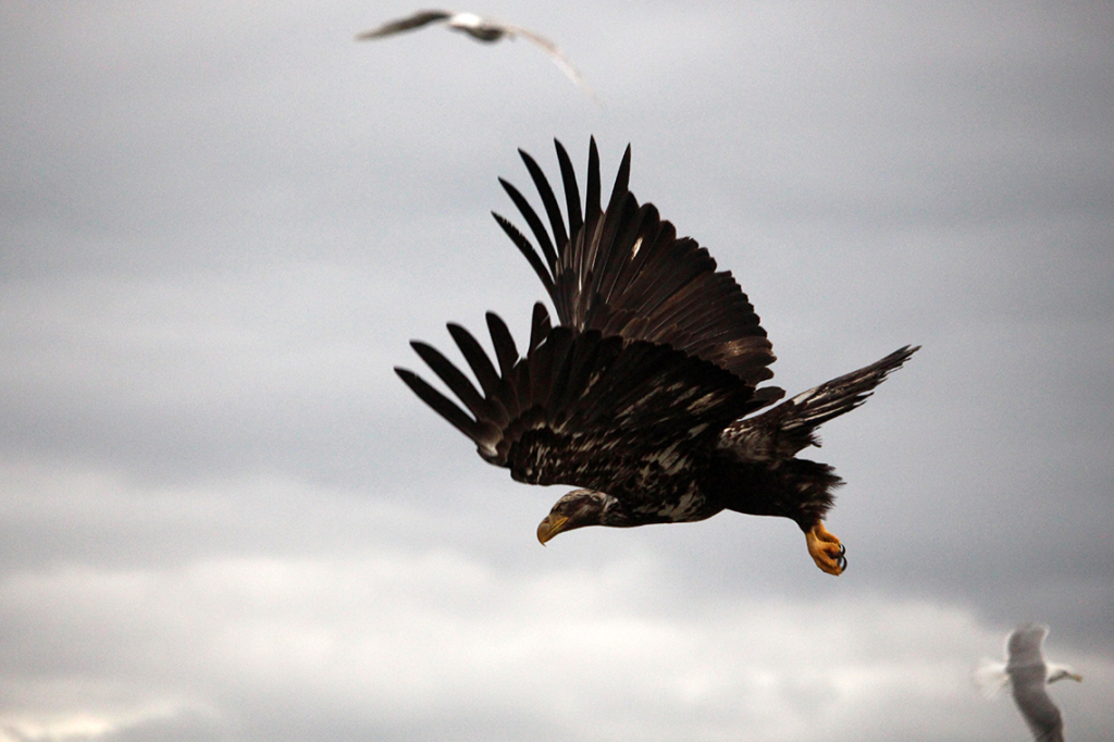 Baby Eagle Flying with Seagull Couple © Heather Hess