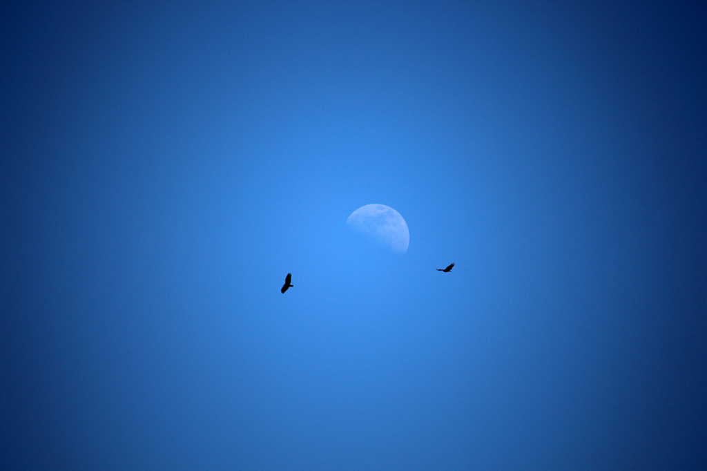 Eagles Flying by Moon