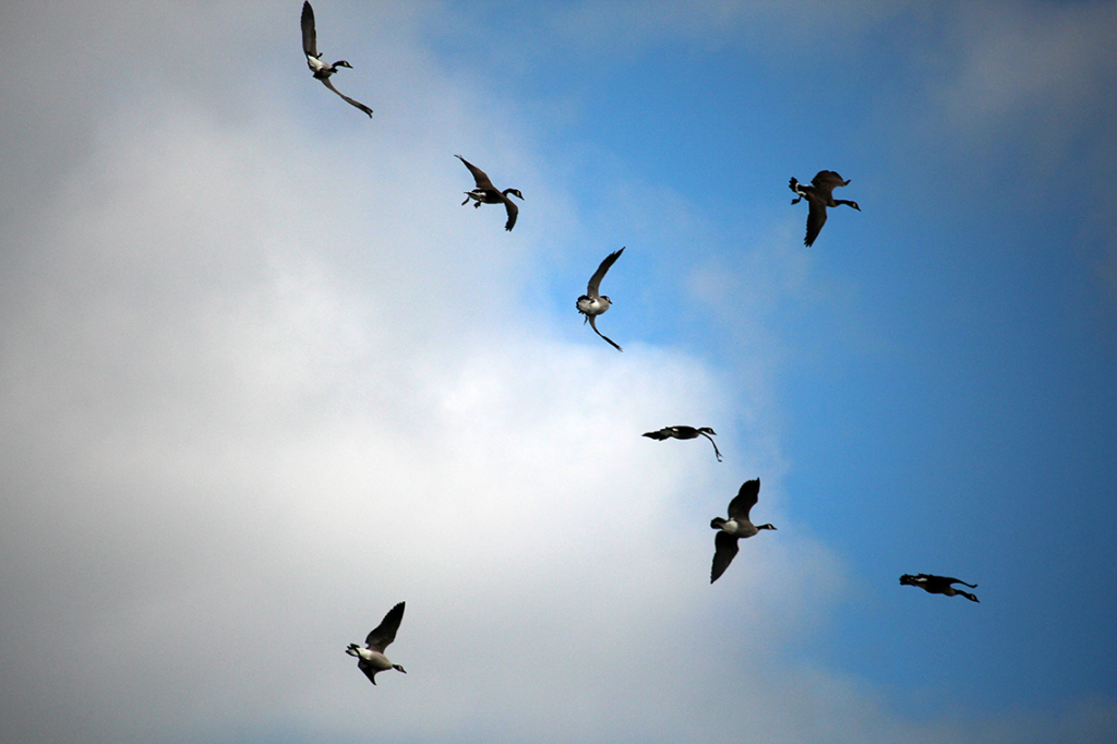 Ducks Flying Out of Control © Heather Hess