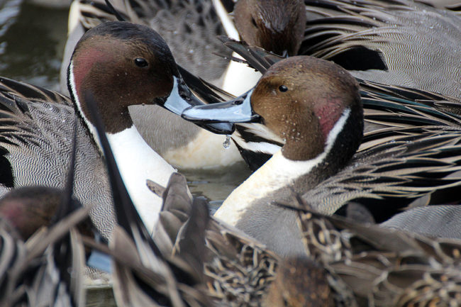 Pintails in Love