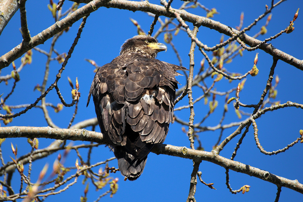 Bald Eagle Baby in Tree - Courtenay, BC © Heather Hess