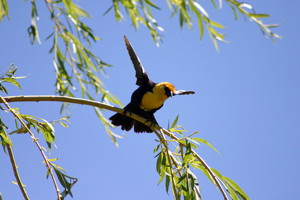 Yellow Winged Blackbird - Vernon, BC