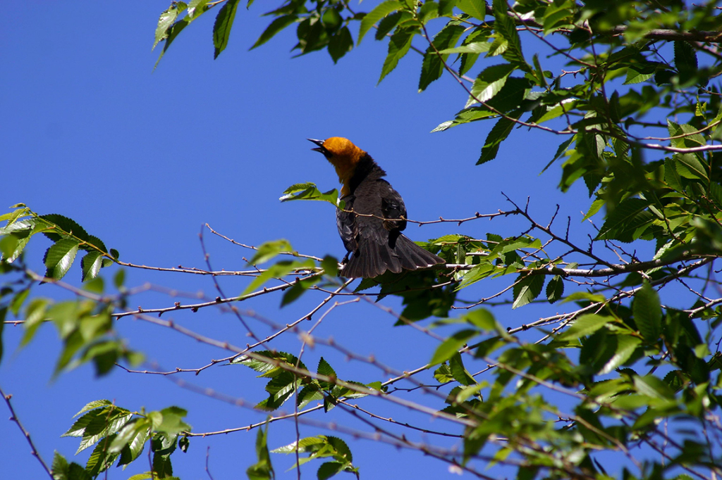 Yellow Winged Blackbird - Vernon, BC Cool's Pond
