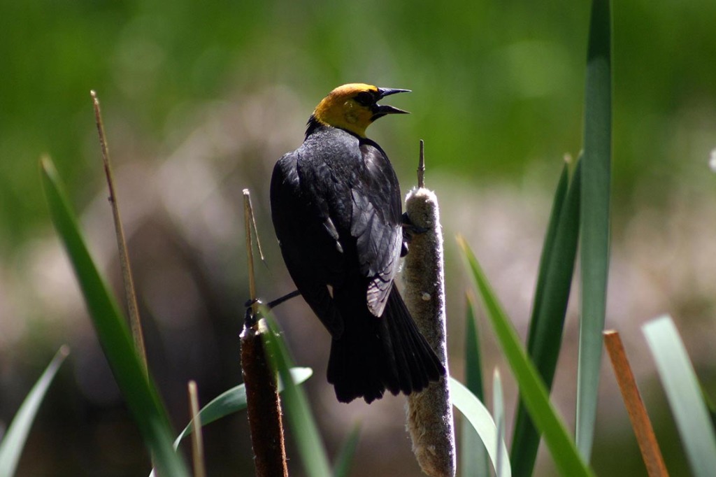 Yellow Headed Blackbird - Vernon BC