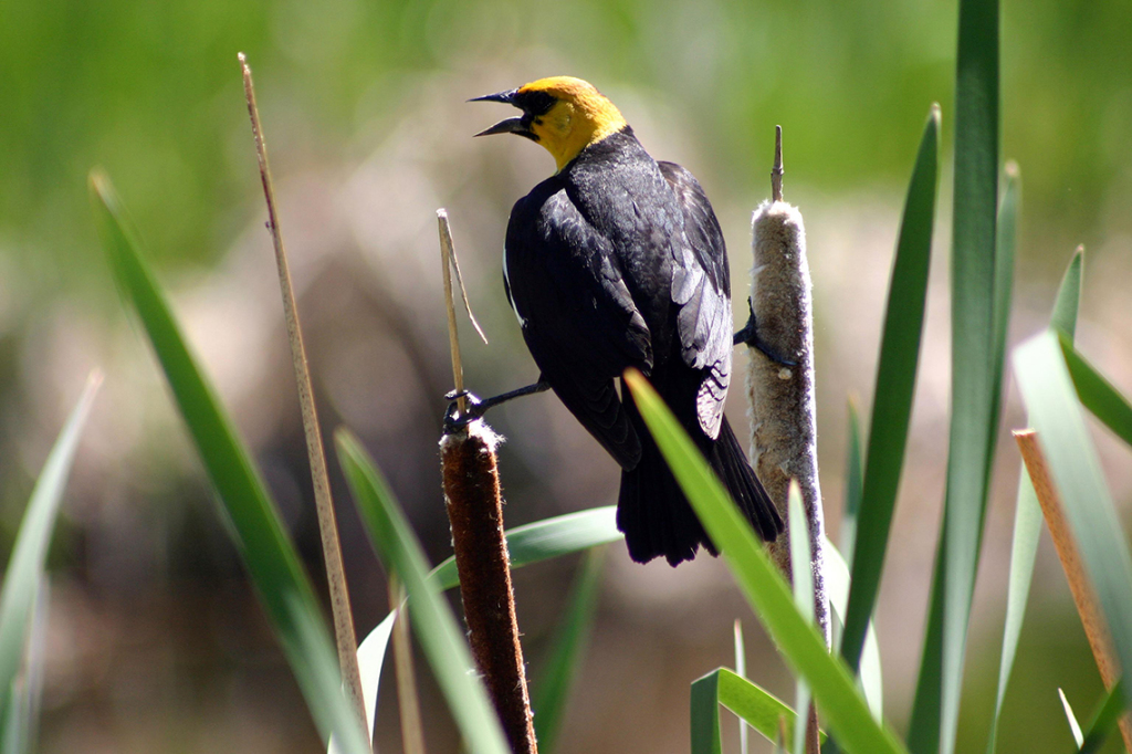 Yellow Headed Blackbird Vernon BC