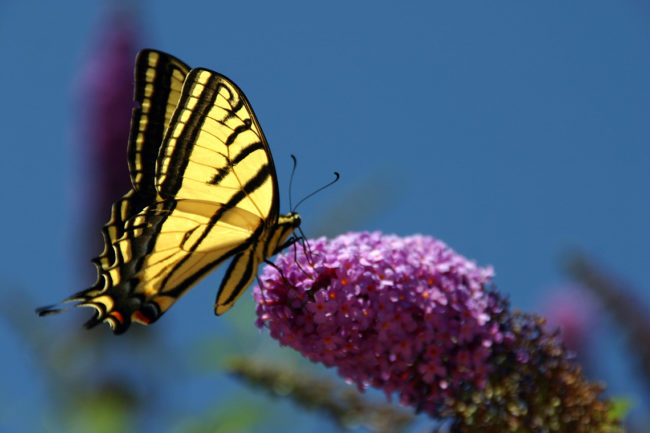 Double-Tailed Swallowtail #1 - BC