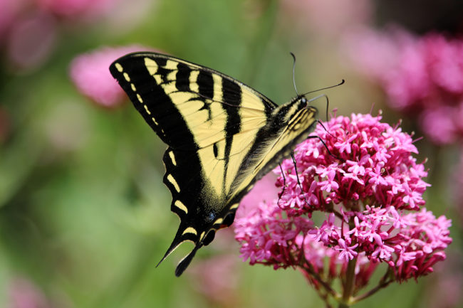 Double-Tailed Swallowtail #1- BC © Heather Hess