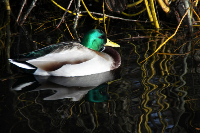 Most Beautiful Duck